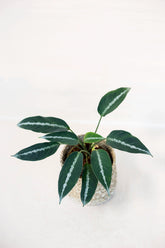 Schismatoglottis tecturata